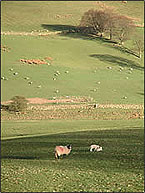 Sheep on the Dales Way