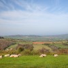   Sheep And Views