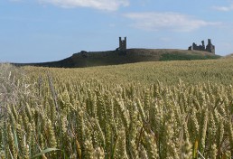 St Oswald's Way Views - Dunstanburgh Castle