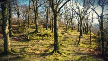 Borrowdale Trees