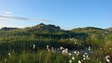 Cotton Grass