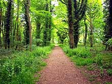 Footpath through Forest