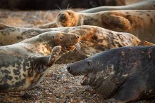 Grey Seals on the Norfolk Coast