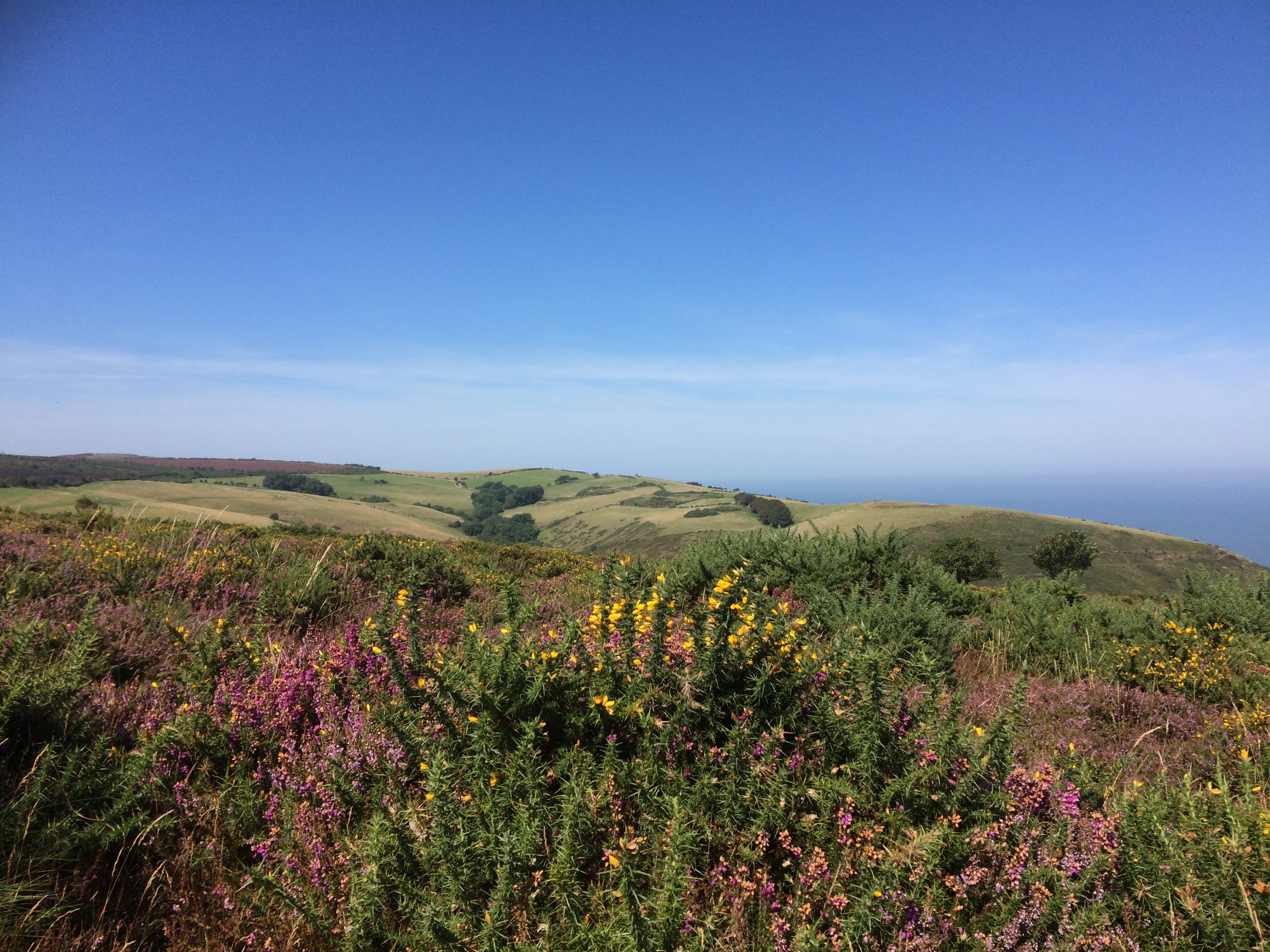 Heather Clad Moors