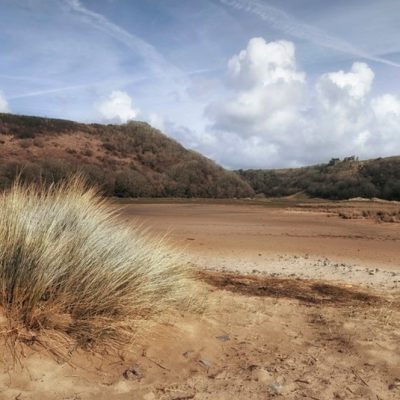Marram grass at Three Cliffs Bay on the Gower peninsula