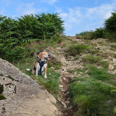 A dog on the The Inn Way to the Lake District hiking route