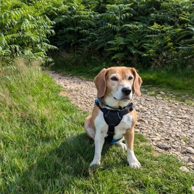 A dog on the The Inn Way to the Lake District hiking route