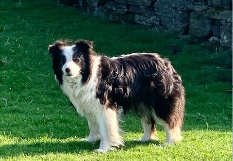 Jessie the dog at Keld