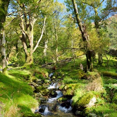 Stream in the Vale of Lorton