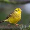 Yellowhammer